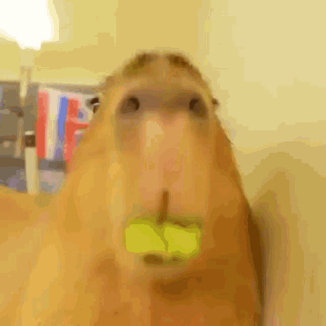 capybara-eating.gif