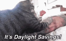 Its Daylight Savings Cats GIF - Its Daylight Savings Cats Pets GIFs