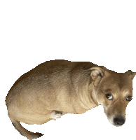 a small brown dog is laying down on a white surface