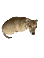 a small brown dog is laying down on a white surface