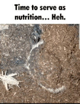 a picture of a grasshopper with the caption time to serve as nutrition