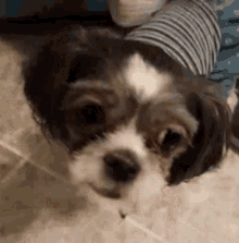 Dogs Looking GIF - Dogs Looking Wiggle GIFs