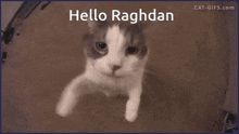a close up of a cat with the words hello baghdan written above it