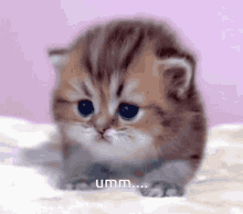 Umm Kitten GIF - Umm Kitten Confused GIFs
