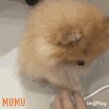 Mumu Cute Dog GIF - Mumu Cute Dog Pet GIFs