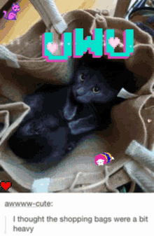 Cute Cute Kitten GIF - Cute Cute Kitten Cute Black Cat GIFs