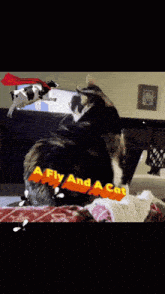 a fly and a cat poster with a cow in a red cape