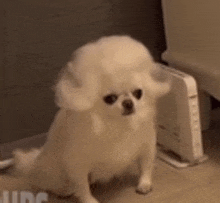 a small white dog is sitting next to a router on the floor