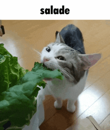 a cat is eating a leaf of lettuce under the word salade