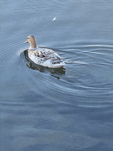 Duck Swimming GIF