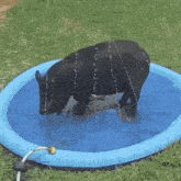 a black pig is standing in a small blue pool of water