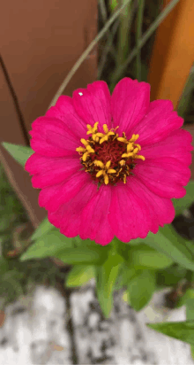 Flower Flower Images GIF - Flower Flower Images Single Flower GIFs
