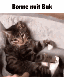 Bak Bak Cat GIF - Bak Bak Cat Bonne Nuit Bak GIFs