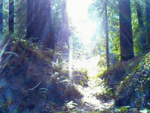 Forest Trees GIF - Forest Trees GIFs