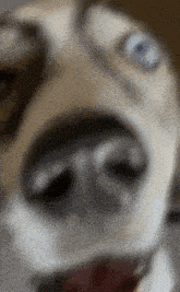 a close up of a husky dog 's face with its mouth open