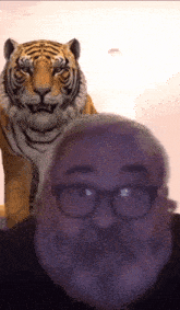 a man with glasses and a beard is standing in front of a tiger