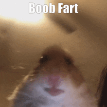 Boob Fart GIF - Boob Fart Hamster GIFs