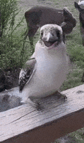a bird with its mouth open is sitting on a wooden fence