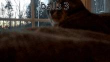 Balls 3 Balls 3 Cat GIF - Balls 3 Balls 3 Cat Balls GIFs