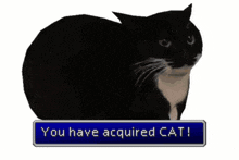 Acquire Cat GIF