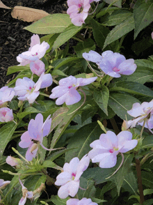 a bunch of purple flowers with pink centers