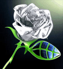 silver rose flower blooming shiny