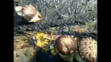How To Grow Shiitake Mushrooms GIF - Garden Diy GIFs