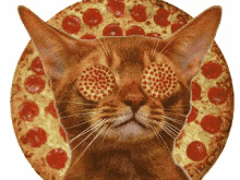 Cat Loves Pizza GIF
