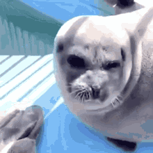 Seal Smile GIF - Seal Smile GIFs