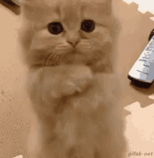Me Dá Igual Gatinho Por Favor GIF - Please Giveme Cat GIFs