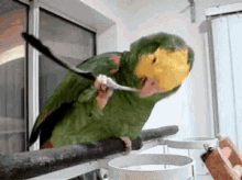 Parrot Scratching GIF