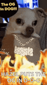 a chihuahua wearing a gangsta necklace is surrounded by flames .