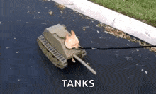 a cat is dressed as a tank on a leash .