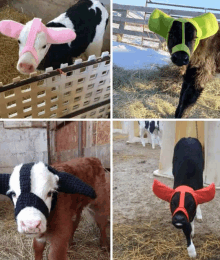 Earmuff Cows GIF - Earmuff Cows Earmuffforcows GIFs