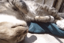 Cat Sleep GIF
