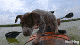 A Puppy Falls Down From A Kayak Viralhog GIF - A Puppy Falls Down From A Kayak Puppy Viralhog GIFs