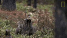 Shake It Off The Forbidden River GIF - Shake It Off The Forbidden River Flutter GIFs