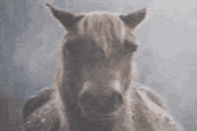 a close up of a horse 's head with a blurred background