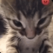 a close up of a cat 's face with a red button on its head