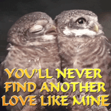 You'Ll Never Find Another Love Like Mine Meme Owl Couple Meme GIF - You'Ll Never Find Another Love Like Mine Meme Owl Couple Meme Atrabilis GIFs