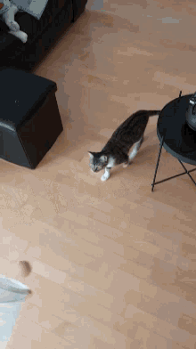 The Venter Cat GIF - The Venter Cat GIFs