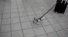 Dog Walking GIF - Dog Walking Suitcase GIFs