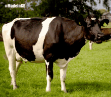 Made In Great Britain Made In Gb GIF - Made In Great Britain Made In Gb Cow GIFs