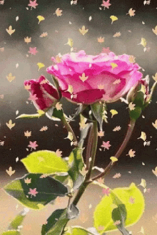 flowers flower rose autumn