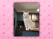 Dream Jelly Youtube GIF - Dream Jelly Youtube White Cat GIFs