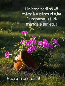 a potted plant with purple flowers and the words seara frumoasa on the bottom