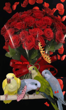 Rózsacsokor Papagály GIF - Rózsacsokor Papagály GIFs