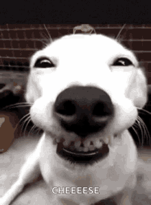 funny dogs cute smile