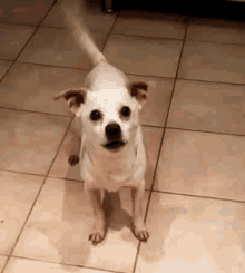 Dog Excited GIF - Dog Excited Bark GIFs