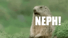 Neph Groundhog GIF - Neph Groundhog Funny GIFs